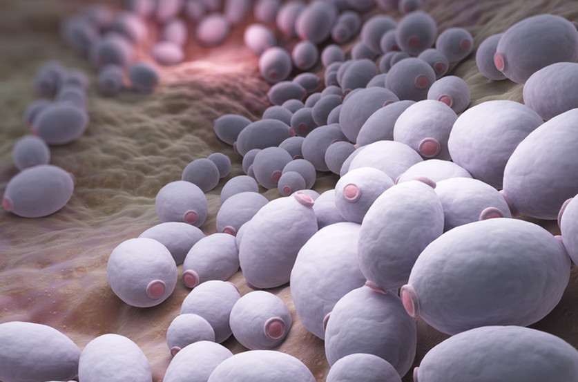 Candida Albicans : pas si candide ! Par Guénaëlle Abéguilé – Partie 1